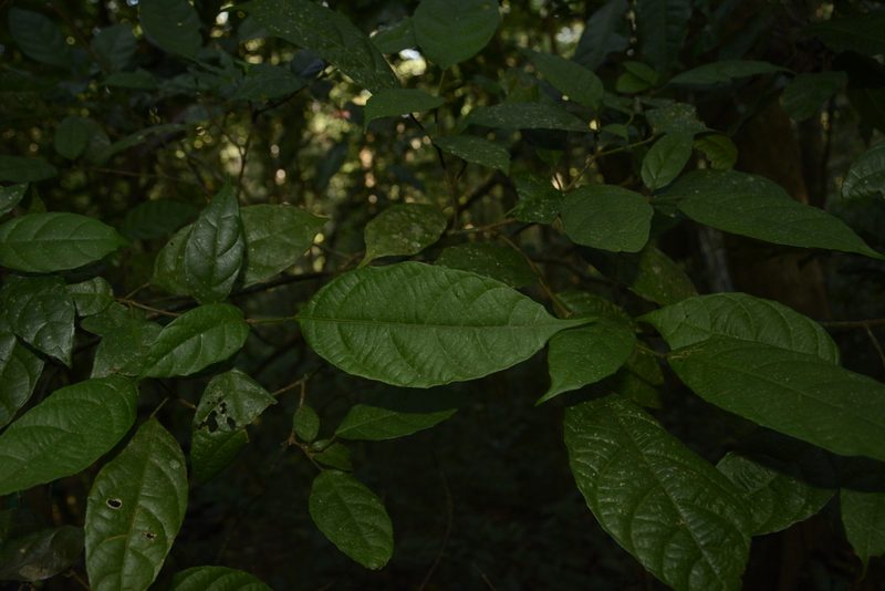 Mallotus resinosus, photographed by Siddarth Machado