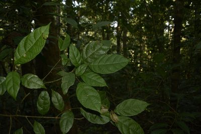 Mallotus resinosus, photographed by Siddarth Machado