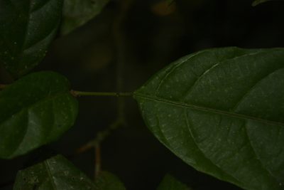 Mallotus resinosus, photographed by Siddarth Machado