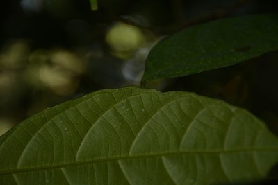 Mallotus resinosus, photographed by Siddarth Machado