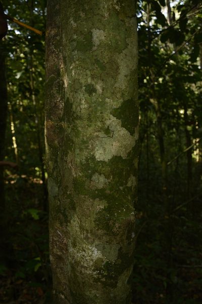 Drypetes oblongifolia, photographed by Siddarth Machado