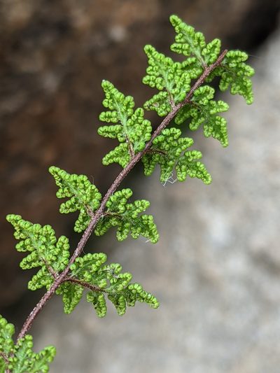 Myriopteris viscida, photographed by Alex Heyman