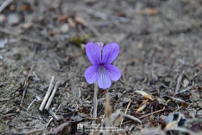Viola prionantha, photographed by Yi CHEN