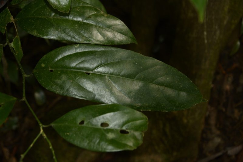 Strombosia ceylanica, photographed by Siddarth Machado