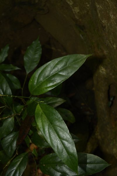 Strombosia ceylanica, photographed by Siddarth Machado