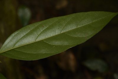 Strombosia ceylanica, photographed by Siddarth Machado