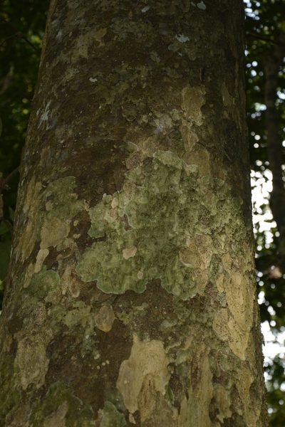 Strombosia ceylanica, photographed by Siddarth Machado