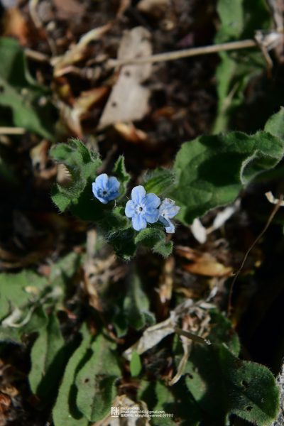 Bothriospermum chinense, photographed by Yi CHEN