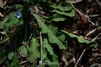 Bothriospermum chinense, photographed by Yi CHEN