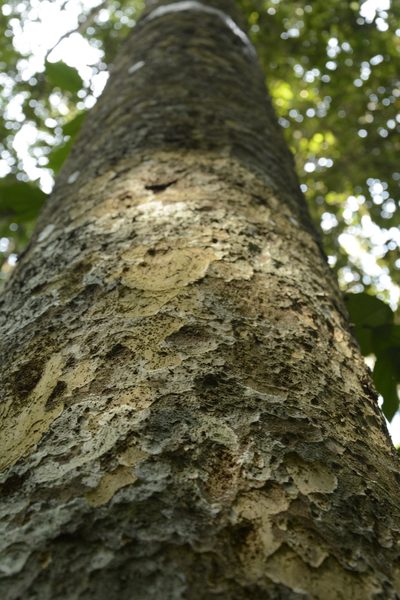Strombosia ceylanica, photographed by Siddarth Machado