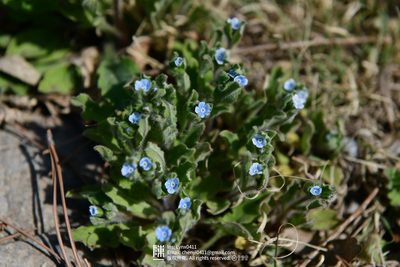Bothriospermum chinense, photographed by Yi CHEN