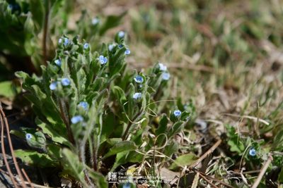 Bothriospermum chinense, photographed by Yi CHEN