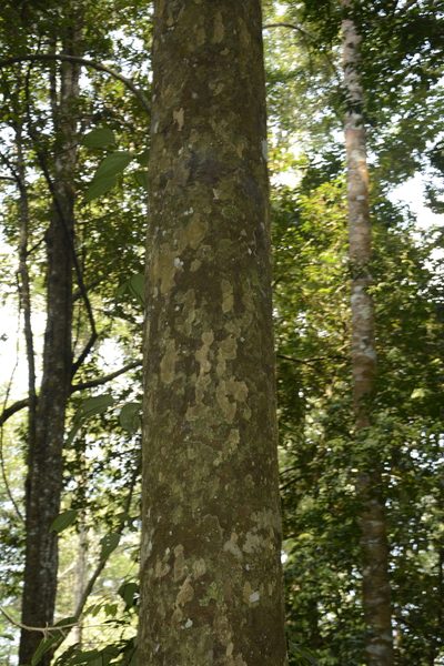 Strombosia ceylanica, photographed by Siddarth Machado