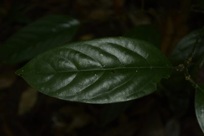 Strombosia ceylanica, photographed by Siddarth Machado
