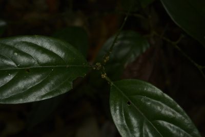 Strombosia ceylanica, photographed by Siddarth Machado