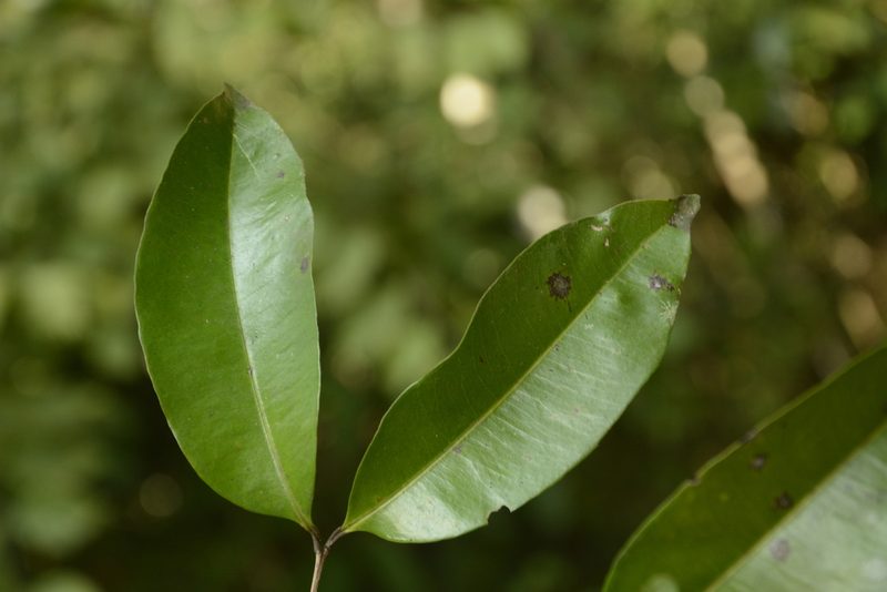 Syzygium lanceolatum, photographed by Siddarth Machado