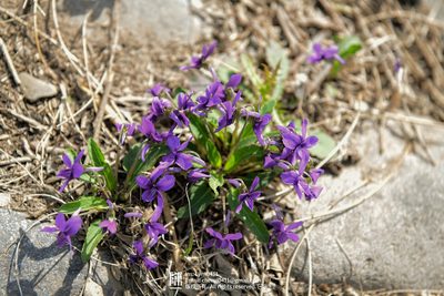 Viola philippica, photographed by Yi CHEN