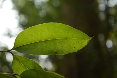 Syzygium lanceolatum, photographed by Siddarth Machado