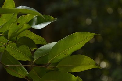 Syzygium lanceolatum, photographed by Siddarth Machado