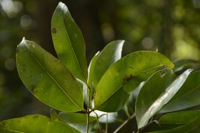 Syzygium lanceolatum, photographed by Siddarth Machado