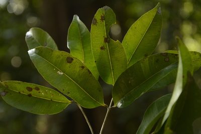 Syzygium lanceolatum, photographed by Siddarth Machado
