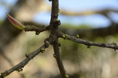 Ficus tsjakela, photographed by Siddarth Machado