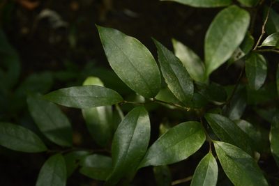 Orophea thomsonii, photographed by Siddarth Machado