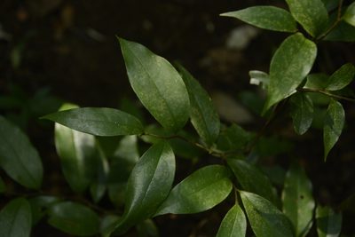 Orophea thomsonii, photographed by Siddarth Machado