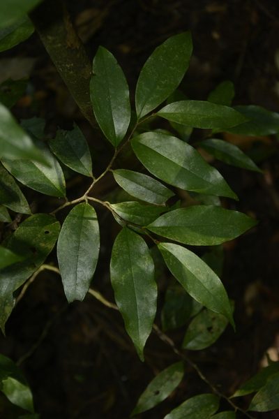 Orophea thomsonii, photographed by Siddarth Machado