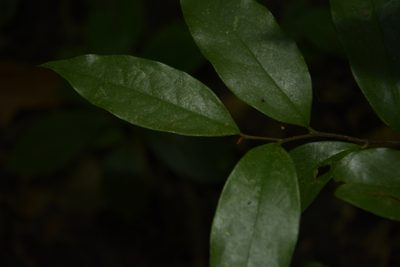 Orophea thomsonii, photographed by Siddarth Machado