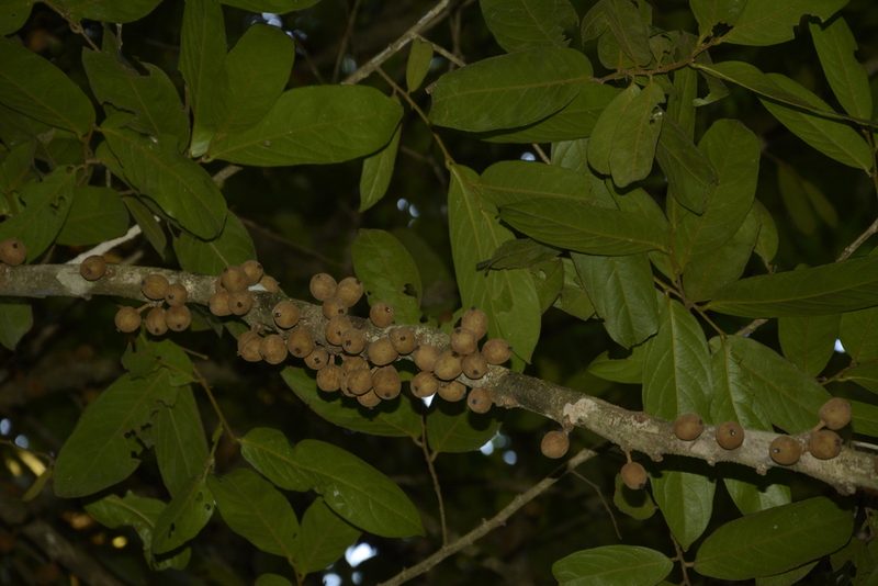 Drypetes malabarica, photographed by Siddarth Machado