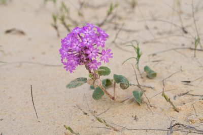 Abronia macrocarpa, photographed by Kyle M. Simpson
