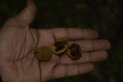Drypetes malabarica, photographed by Siddarth Machado