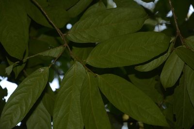 Drypetes malabarica, photographed by Siddarth Machado