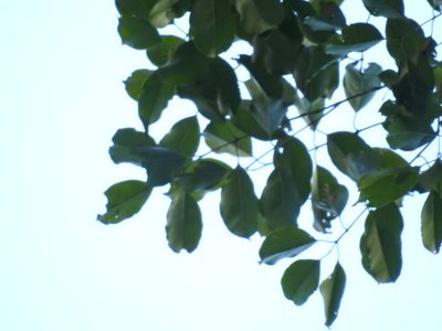 Syzygium densiflorum, photographed by Siddarth Machado