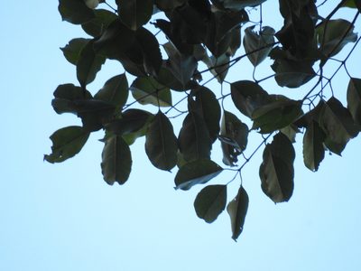 Syzygium densiflorum, photographed by Siddarth Machado