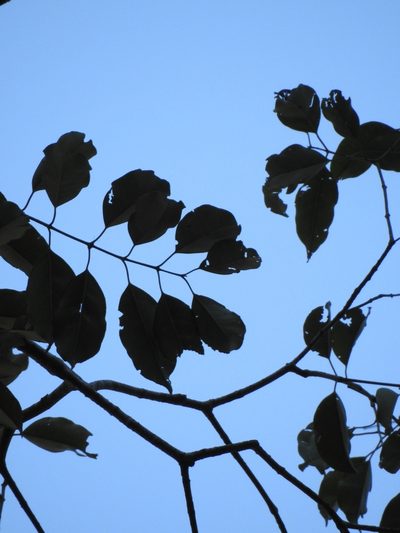 Syzygium densiflorum, photographed by Siddarth Machado