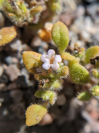 Nama pusilla, photographed by Alex Heyman
