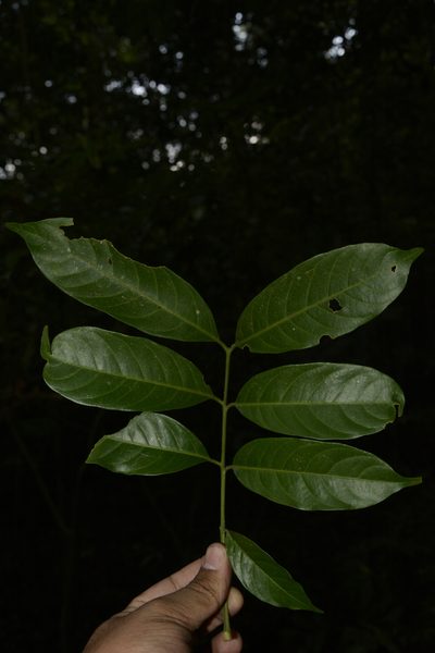 Dysoxylum gotadhora, photographed by Siddarth Machado