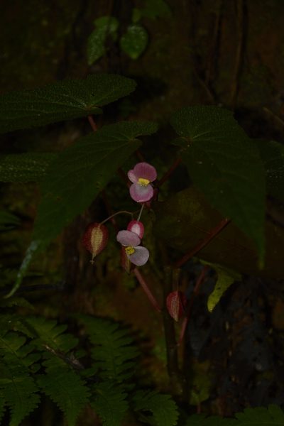 Begonia dipetala, photographed by Siddarth Machado