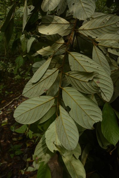 Cryptocarya anamalayana, photographed by Siddarth Machado
