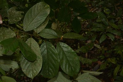 Cryptocarya anamalayana, photographed by Siddarth Machado