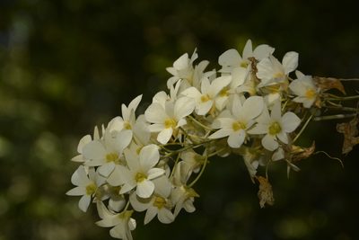 Dendrobium ovatum, photographed by Siddarth Machado