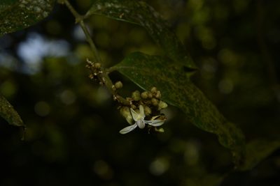 Xanthophyllum flavescens, photographed by Siddarth Machado