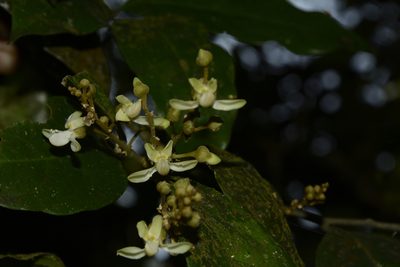 Xanthophyllum flavescens, photographed by Siddarth Machado