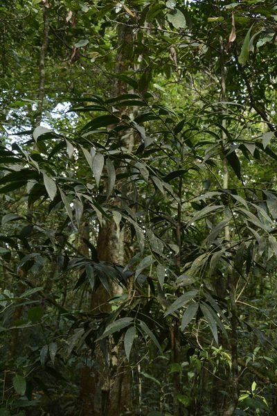 Nageia wallichiana, photographed by Siddarth Machado