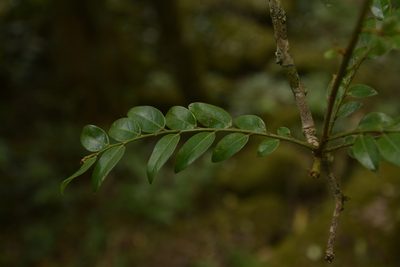 Phyllanthus anamalayanus, photographed by Siddarth Machado