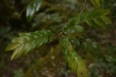 Phyllanthus anamalayanus, photographed by Siddarth Machado