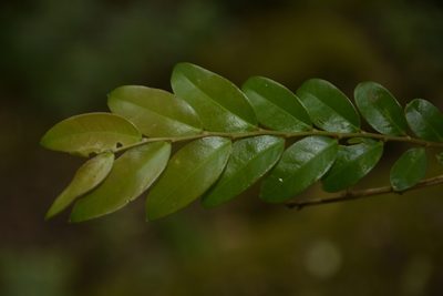 Phyllanthus anamalayanus, photographed by Siddarth Machado
