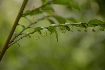 Phyllanthus anamalayanus, photographed by Siddarth Machado